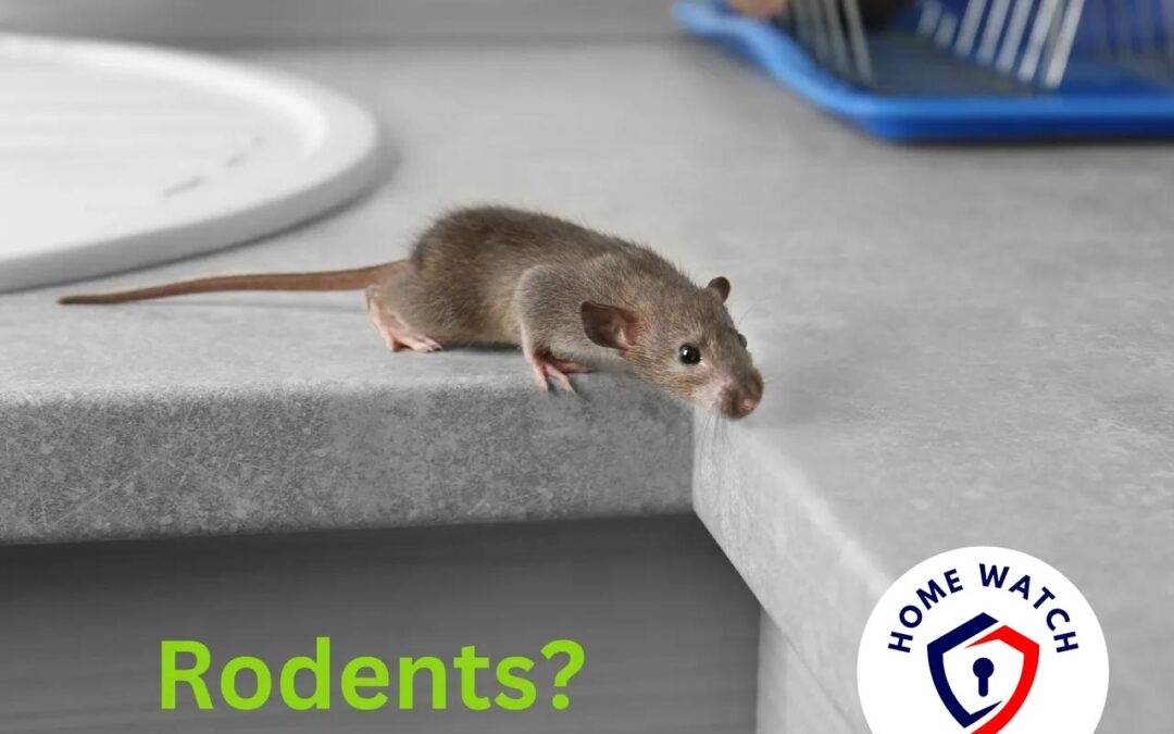 How Our Home Watch Service Handles Mouse Infestations